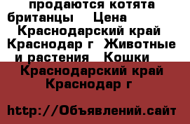 продаются котята британцы  › Цена ­ 2 000 - Краснодарский край, Краснодар г. Животные и растения » Кошки   . Краснодарский край,Краснодар г.